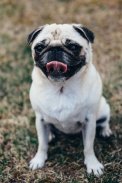 Pug Wallpaper: backgrounds hd screenshot 6