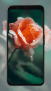 Rose Wallpapers screenshot 6