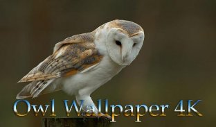 The Owl House Wallpaper HD 4K APK per Android Download