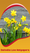 daffodil hidup wallpaper screenshot 0