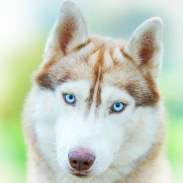 Siberian Husky Wallpaper screenshot 3