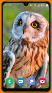 Owl HD Wallpaper screenshot 13