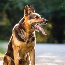 German Shepherd Dog Wallpaper