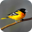 Oriole Bird Sounds