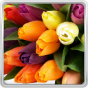 Bunte Tulpen Hintergrundbilder Icon