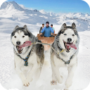 Snow Dog Sledding Transport Games: Winter Sports