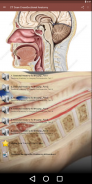 CT Scan Cross Sectional Anatomy for Imaging Pros screenshot 3