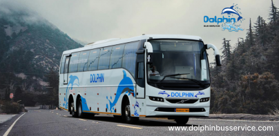 Dolphin Bus Service