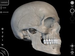 Skeleton | 3D Anatomy screenshot 13
