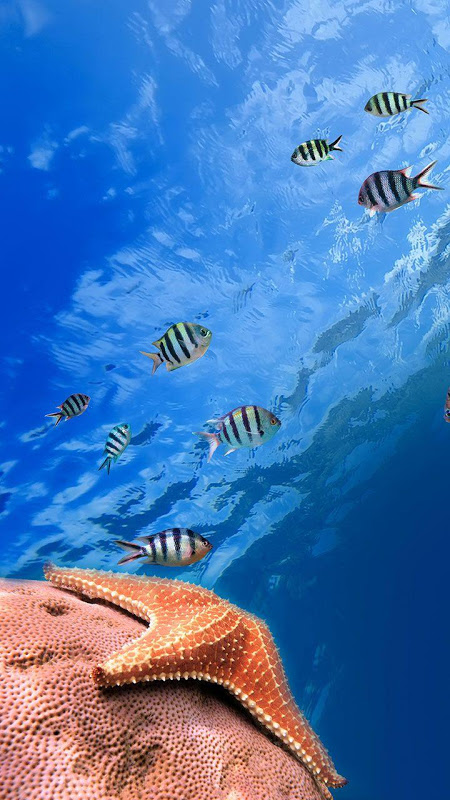 Ocean Fish Live Wallpaper - APK Download for Android