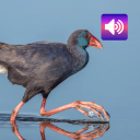 Purple Swamphen: Sounds icon