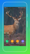 Deer Wallpapers screenshot 11