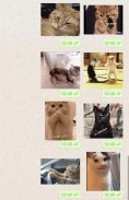 Cat Animated Stickers WAStickerApps screenshot 5