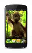 Baby Monkey Live Wallpaper screenshot 0