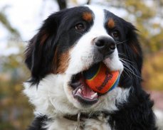 Bernese Mountain Dogs Wallpap screenshot 7