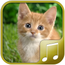 Cat Sounds Icon