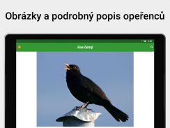 Hlasy ptáků screenshot 7