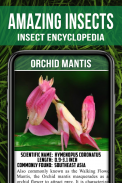 Animal Encyclopedia of Insects screenshot 1