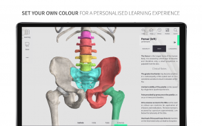 Anatomyka Skeleton screenshot 0