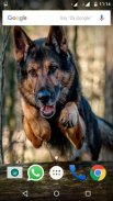 German Shepherd Dog Wallpapers screenshot 3