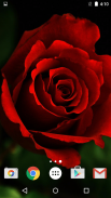 Roses Live Wallpaper screenshot 1