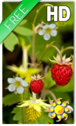 Forest Berry LWP screenshot 0