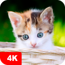 Kitten Wallpapers 4K icon