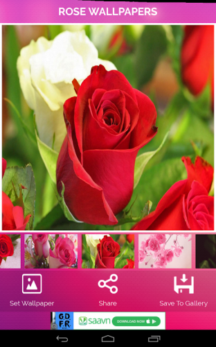 Amazon Com Roses Wallpapers And Backgrounds