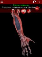 Système musculaire en 3D (Anatomie) screenshot 9
