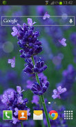 Lavender Flowers LWP screenshot 1