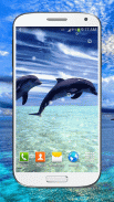 Dolphin Live Wallpaper HD screenshot 2