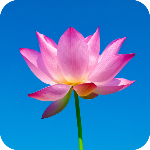 Lotus Wallpaper - APK Download for Android | Aptoide