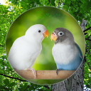 Suara Burung Lovebird Albino