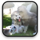 Little Puppy Video Wallpaper Icon