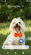 Cute Dog Wallpapers screenshot 0