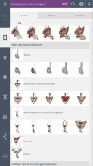 Male Pelvis: 3D RT - Sub screenshot 0