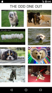How Many Of These Dog Breeds Do You Know ? screenshot 0
