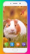 Guinea Pig Wallpaper screenshot 2