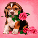 Puppy Rose Live Wallpaper Icon