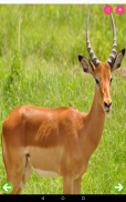 Animals Name and Pictures screenshot 1