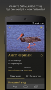 Ptushki – Определитель птиц Беларуси screenshot 3