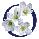 Oxalis Osteopathy Icon