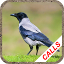 Pest bird caller - Baixar APK para Android | Aptoide