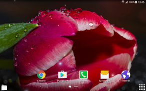 Tulips Live Wallpaper screenshot 0