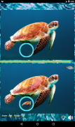 Find the differences: Sea Creatures screenshot 8