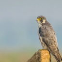 Peregrine Falcon sounds Icon