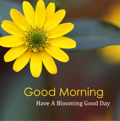 Good Morning Flower Wallpapers Colorful Roses 4k 12 1 6 Download Android Apk Aptoide