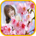 Sakura Flower Photo Frames Icon