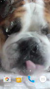 Dog Licks Screen Video LWP screenshot 8