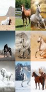 Horse Wallpapers HD screenshot 2